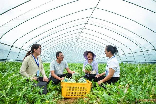 镜头丨夏收正忙时