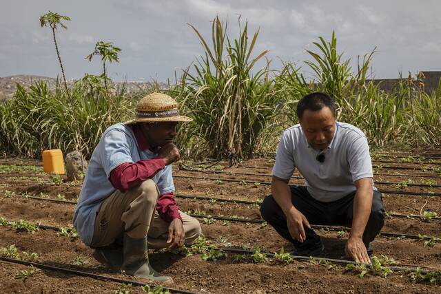 来自中国的专家，教会维利认识土壤、培肥地力。联合国粮农组织供图