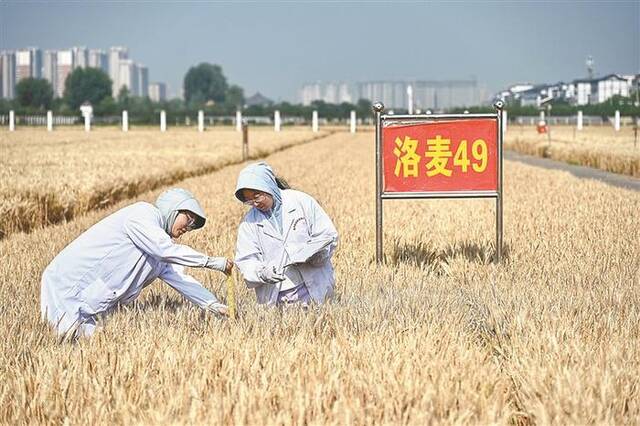 近日，河南省洛阳市农林科学院小麦试验田，两名年轻博士正在田间进行小麦品种鉴选、评价等科研工作。图片来源：视觉中国