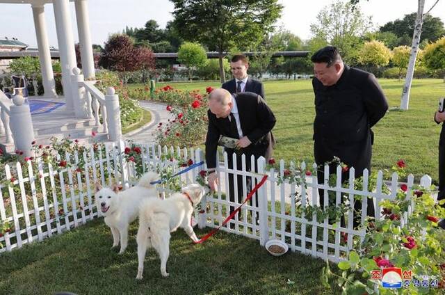 金正恩赠普京一对丰山犬