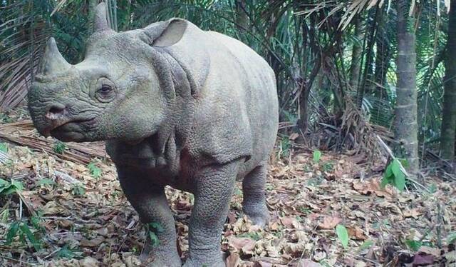 外媒：印尼濒危物种爪哇犀频遭猎杀，疑有“内鬼”向偷猎者泄密