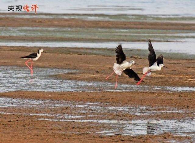 【央视快评】奋力谱写中国式现代化青海篇章