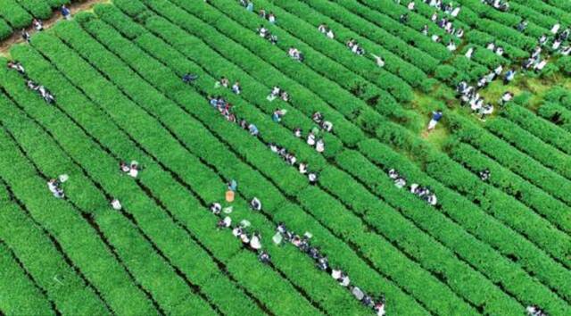 福建省武夷山市大坪洲生态茶园举行的采茶和制茶活动（2024年5月1日摄）邱汝泉摄