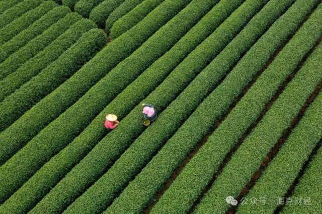 新茶饮还能卷什么？