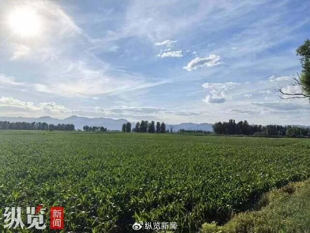 6月24日，记者看到二十家村与恼木汗村之间是大片的玉米地。（摄/尹鸣）