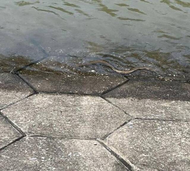 江水上涨，武汉江滩大蛇爬上监控杆！专家：蛇在高处避水属应激反应