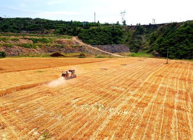 生态修复区麦收作业现场