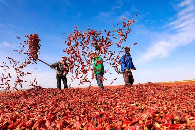 金塔县农民正在晾晒辣椒。