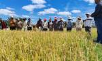 中国援马达加斯加杂交水稻技术援助二期项目启动