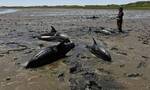 美国发生大规模海豚搁浅事件，146只海豚在马萨诸塞州科德角搁浅