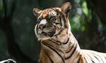 买来西亚“国宝”濒临灭绝！野生马来虎种群数量已不到150只