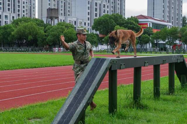 多图直击第72集团军某旅军犬骨干集训现场