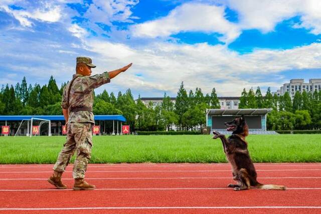 多图直击第72集团军某旅军犬骨干集训现场