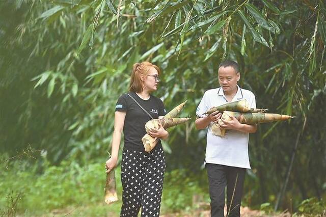 图为颜茜茜(左)和父亲颜建条在竹笋种植基地采收竹笋。新华社记者黄孝邦摄