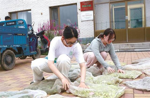 图为近日，在三棵树村的“科技小院”，中国农业大学在读硕士生张净然、许莎莎在整理采集的玉米样品。新华社记者高巍摄