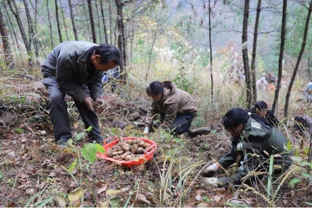 周溪乡龙丰村仿野生种植天麻采挖现场