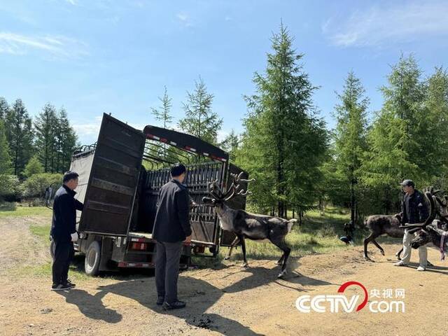 雨果（左二）送驯鹿去阿尔山