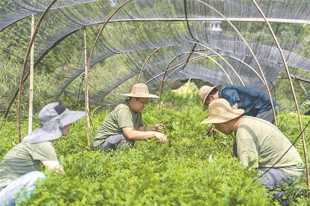 近日，在重庆雪宝山国家级自然保护区崖柏繁育科研基地，工作人员为两年生的崖柏幼苗除草。新华社记者黄伟摄