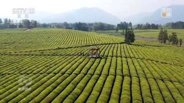 焦点访谈丨厚植高质量发展的生态底色