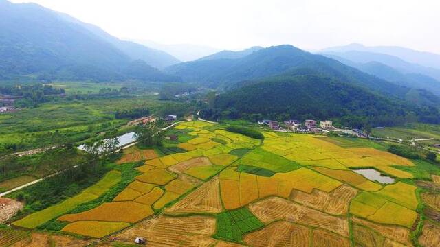 上帅镇丝苗米种植基地及烘干基地