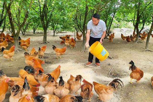 林下鸡养殖基地