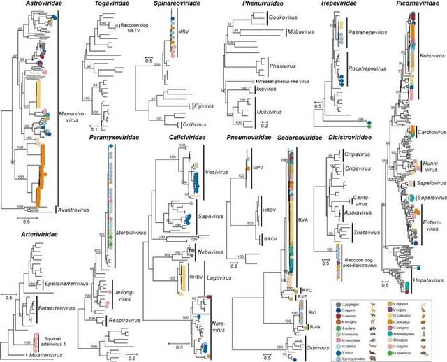 哺乳动物携带RNA病毒的多样性。 本文图片复旦大学微信公众号