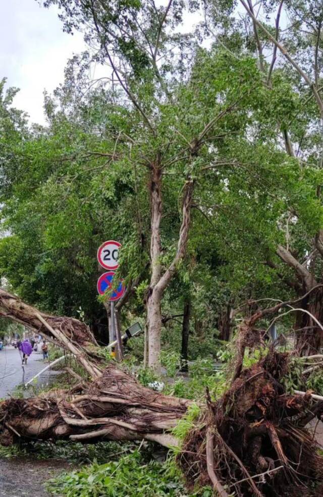 海口街道，一棵被风连根拔起的榕树。