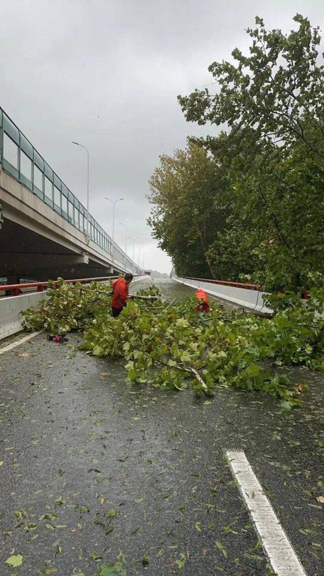 上海树倒了、电停了、高空坠物了？记者眼睛都被暴雨打肿了！直击“贝碧嘉”