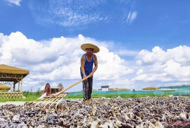 金秋时节，阳光晴好，勤劳的农民也忙着晾晒木耳，丰收的喜悦挂在脸上。（龙胜各族自治县纪委监委供刘雨鑫/摄）