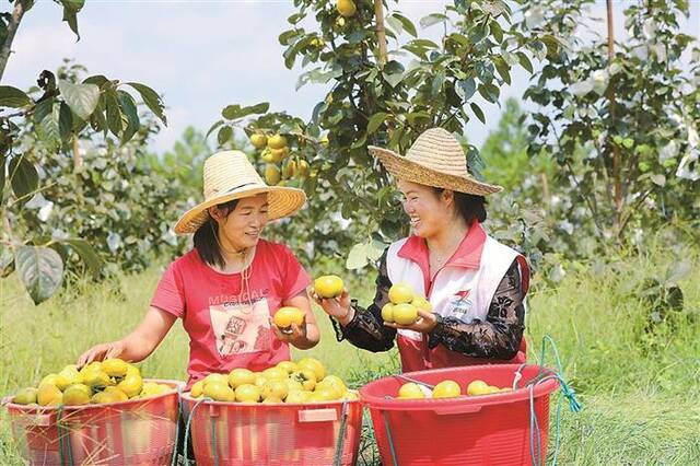 江西省吉安市泰和县灌溪镇阳丘村有机甜柿种植基地，农民正在采收柿子。图片来源：视觉中国