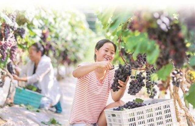 图④：贵州省黔东南苗族侗族自治州，果农在葡萄生态果园内采收葡萄。图片来源：视觉中国