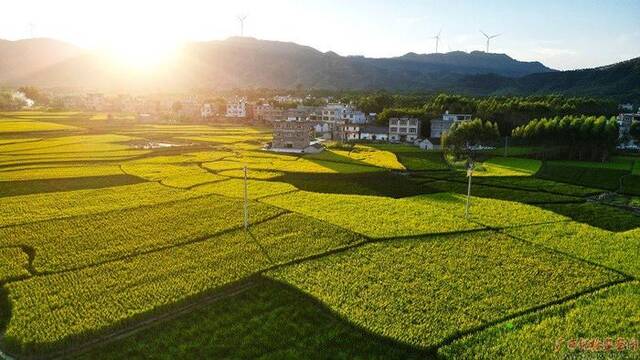 10月4日傍晚，秋日艳阳挥洒下的贺州市平桂区沙田镇道西村“丰”景如画。（贺州市纪委监委黄旭胡/摄）