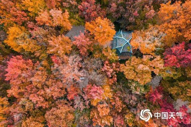 江苏苏州天平山五彩枫红。（签约供稿人/视觉中国/版权图片来源视觉中国）