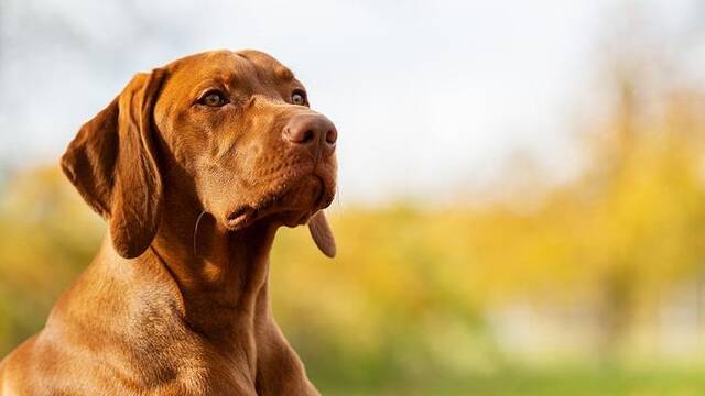 智利研制出犬用绝育针，注射后可保证狗狗一年内处于绝育状态