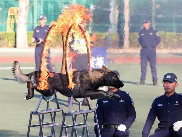 10月22日，公安部昆明警犬基地的训导员与警犬在进行汇报演练。新华社记者殷刚摄