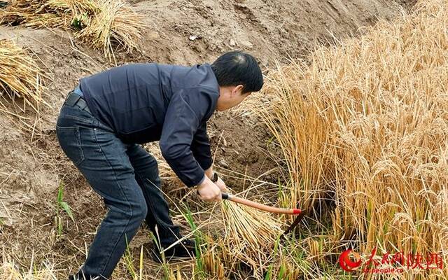 村民示范如何用镰刀割水稻。人民网记者白鸽摄