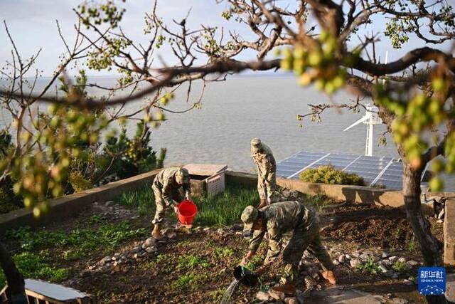 开山岛守岛民兵在菜地锄地浇水（10月26日摄）。新华社记者邓华摄