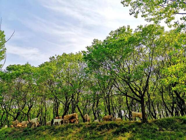 确山县石滚河镇古栗林。