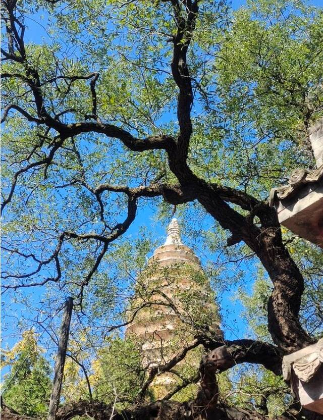 登封嵩岳寺塔内的国槐。