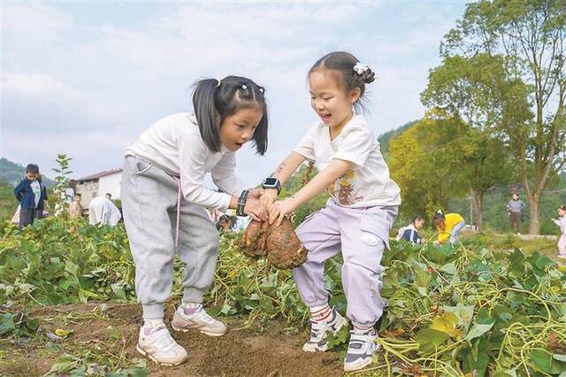 近日，在重庆市北碚区天府镇三间田艺术农场，参加研学活动的孩子们在体验挖红薯。新华社发(秦廷富摄)