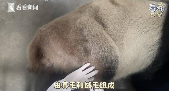 上海野生动物园大熊猫“脱毛”是生病吗？园方：常见断毛现象