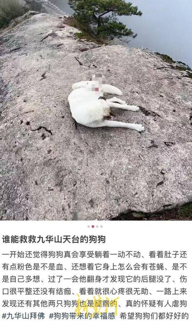 安徽一景区多只狗被“断脚”引虐狗猜测，景区回应：已救治，正在调查情况